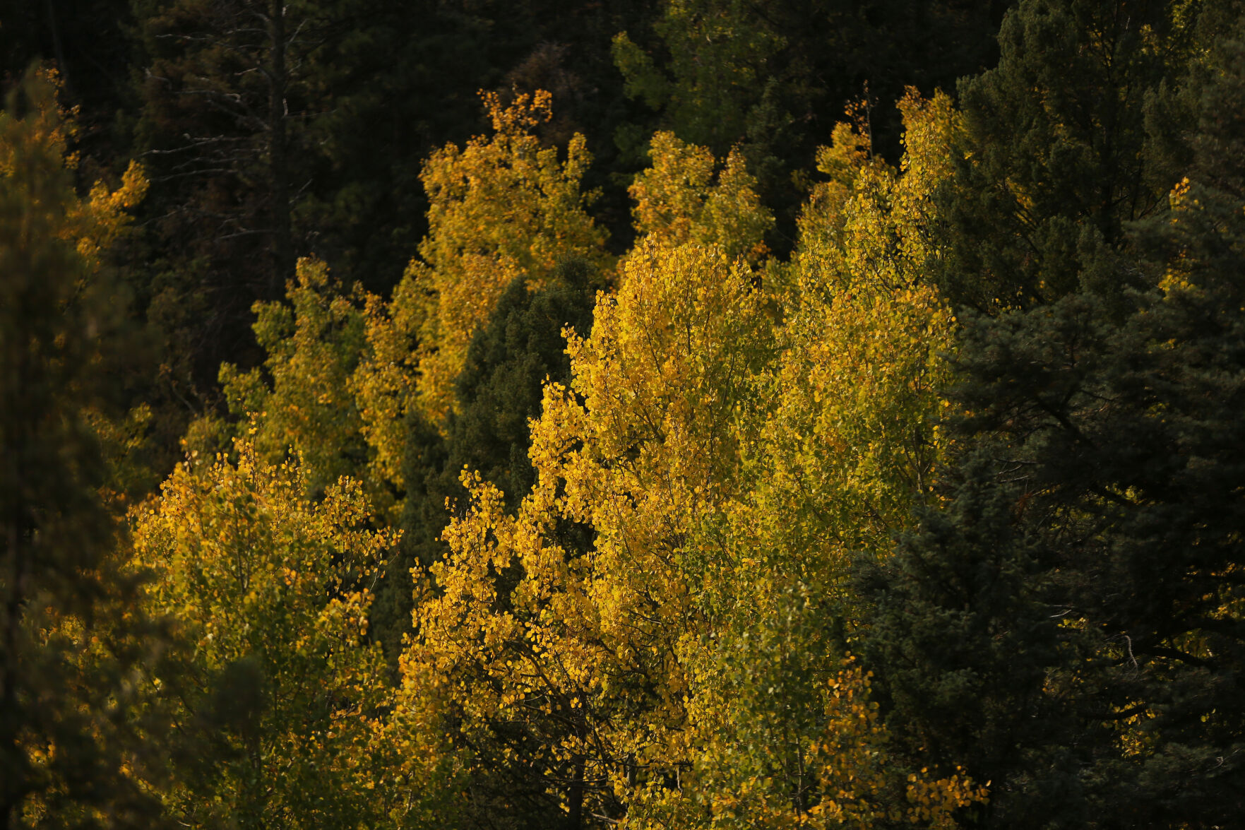 093020-news-aspens 1.JPG